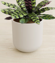 Load image into Gallery viewer, Natural Bamboo stand:all