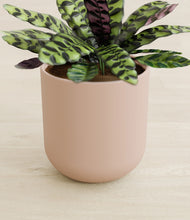 Load image into Gallery viewer, Sandy Pink stand:all