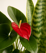 Load image into Gallery viewer, ALL