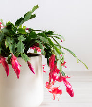 Load image into Gallery viewer, ALL