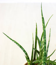 Load image into Gallery viewer, ALL