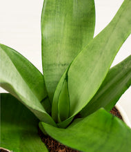 Load image into Gallery viewer, ALL