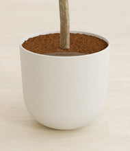 Load image into Gallery viewer, Natural Bamboo