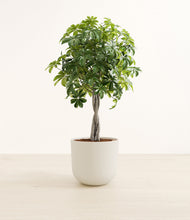 Load image into Gallery viewer, Natural Bamboo