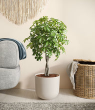 Load image into Gallery viewer, Natural Bamboo