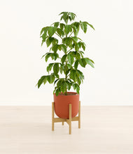 Load image into Gallery viewer, Earth Red stand:bamboo