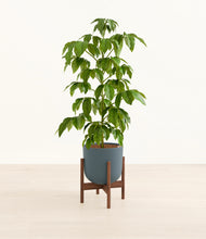 Load image into Gallery viewer, Iron Gray stand:walnut