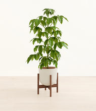 Load image into Gallery viewer, Natural Bamboo stand:walnut