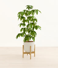 Load image into Gallery viewer, Natural Bamboo stand:bamboo