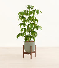 Load image into Gallery viewer, Sage Green stand:walnut