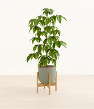 Load image into Gallery viewer, Sage Green stand:bamboo