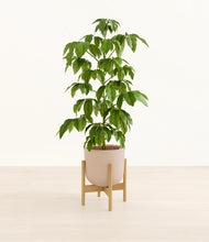 Load image into Gallery viewer, Sandy Pink stand:bamboo