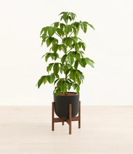 Load image into Gallery viewer, Stone Black stand:walnut