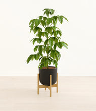 Load image into Gallery viewer, Stone Black stand:bamboo