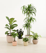 Load image into Gallery viewer, Sandy*****Profile