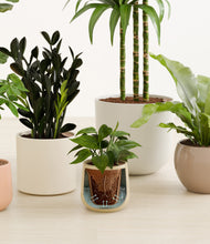 Load image into Gallery viewer, Sandy stand:all