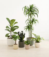 Load image into Gallery viewer, Woodland*****Profile