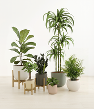 Load image into Gallery viewer, Woodland stand:three_stands
