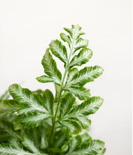 Load image into Gallery viewer, ALL