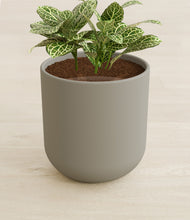 Load image into Gallery viewer, Sage Green stand:all