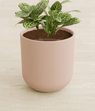 Load image into Gallery viewer, Sandy Pink stand:all