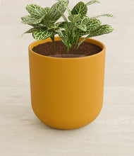 Load image into Gallery viewer, Sunset Orange stand:all