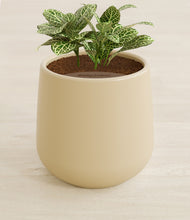 Load image into Gallery viewer, Almond Green stand:all