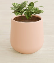 Load image into Gallery viewer, Gentle Pink stand:all