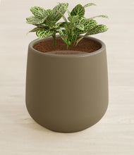 Load image into Gallery viewer, Olive stand:all