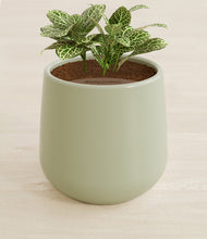 Load image into Gallery viewer, Turquoise stand:all