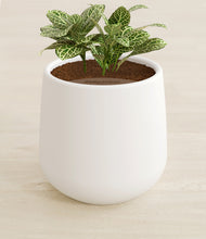 Load image into Gallery viewer, White stand:all