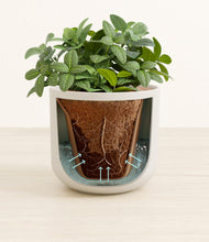 Load image into Gallery viewer, Natural Bamboo