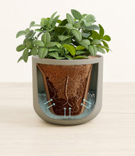 Load image into Gallery viewer, Sage Green