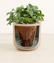 Load image into Gallery viewer, Sandy Pink