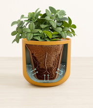 Load image into Gallery viewer, Sunset Orange