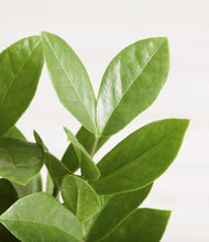 Load image into Gallery viewer, ALL