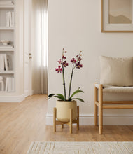 Load image into Gallery viewer, Almond Green stand:bamboo