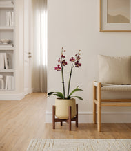 Load image into Gallery viewer, Almond Green stand:walnut