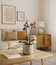 Load image into Gallery viewer, Eternal Gray