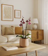 Load image into Gallery viewer, Gentle Pink