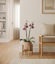 Load image into Gallery viewer, Gentle Pink stand:bamboo