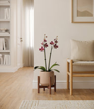 Load image into Gallery viewer, Gentle Pink stand:walnut