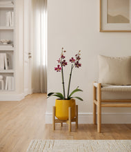 Load image into Gallery viewer, Mustard stand:bamboo