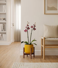 Load image into Gallery viewer, Mustard stand:walnut