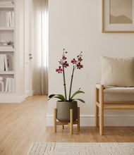 Load image into Gallery viewer, Olive stand:bamboo