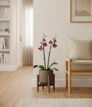 Load image into Gallery viewer, Olive stand:walnut