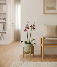 Load image into Gallery viewer, Turquoise stand:bamboo
