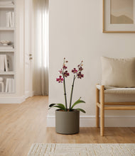 Load image into Gallery viewer, Dark Olive