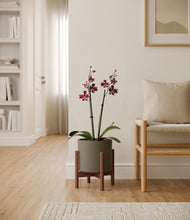 Load image into Gallery viewer, White stand:all stand:walnut