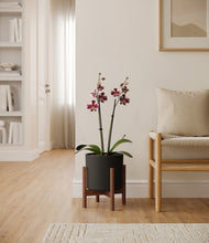 Load image into Gallery viewer, Black stand:walnut